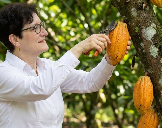 Frau schneidet reife gelbe Kakaofrüchte von einem Baum in einer Kakao-Plantage.