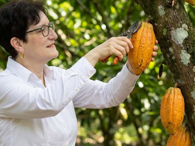 Frau (Michaela Schupp) schneidet reife, gelbe Kakaoschoten vom Stamm eines Baums.