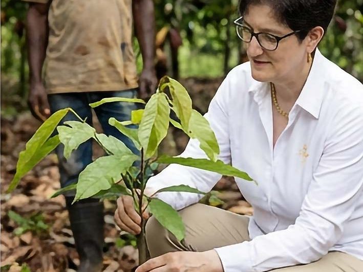 Frau pflanzt einen kleinen Kakaobaum während der Arbeit im Feld mit einer anderen Person.